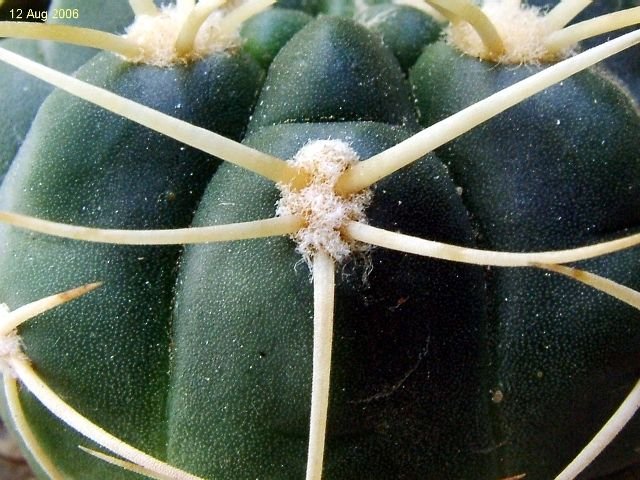 Gymnocalycium _monvillei _ssp.monvillei_ GC391.02 _03
